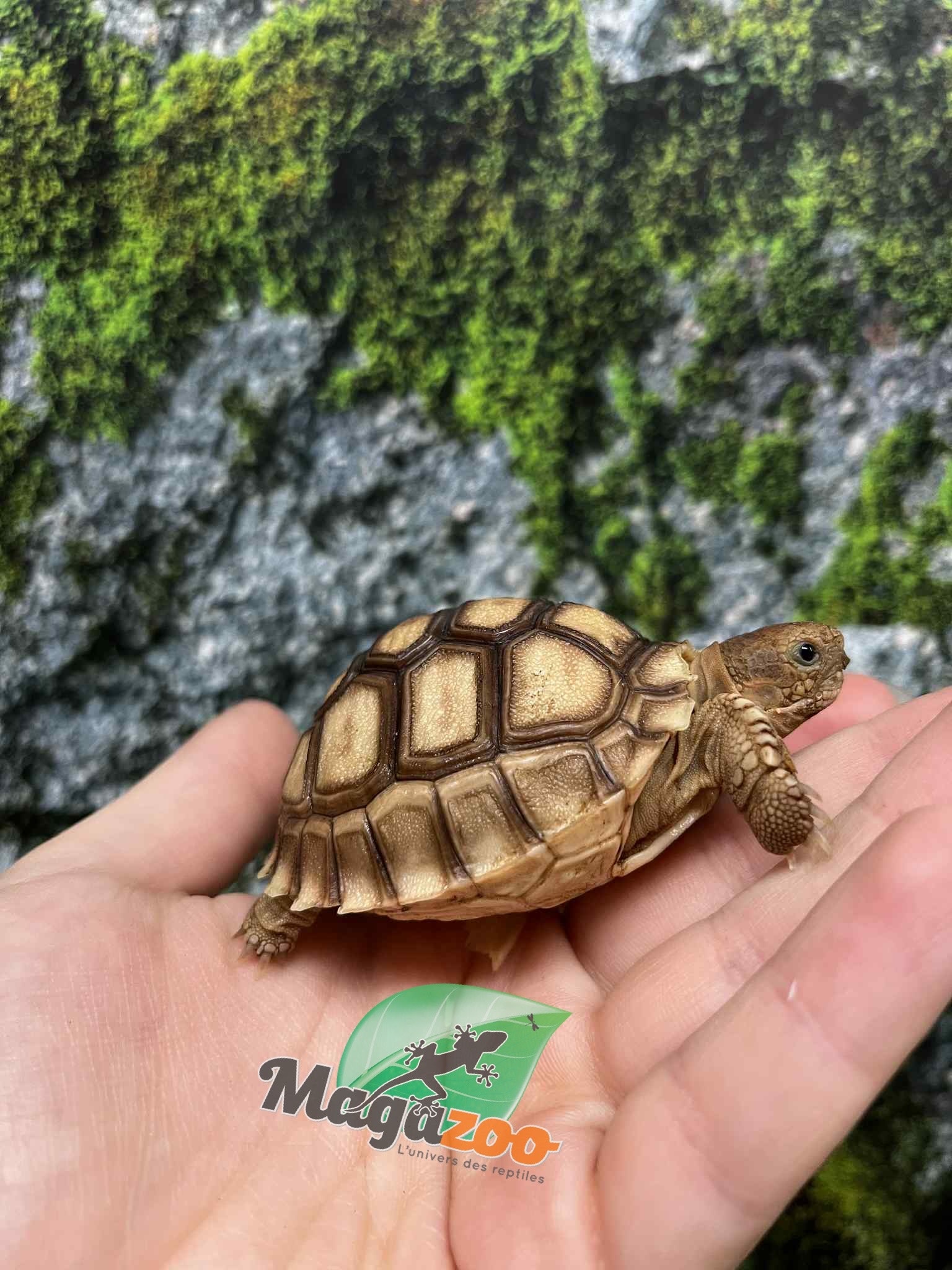 Magazoo Tortue sillonée (Sulcata) Bébé Né en captivité #2 (2025)