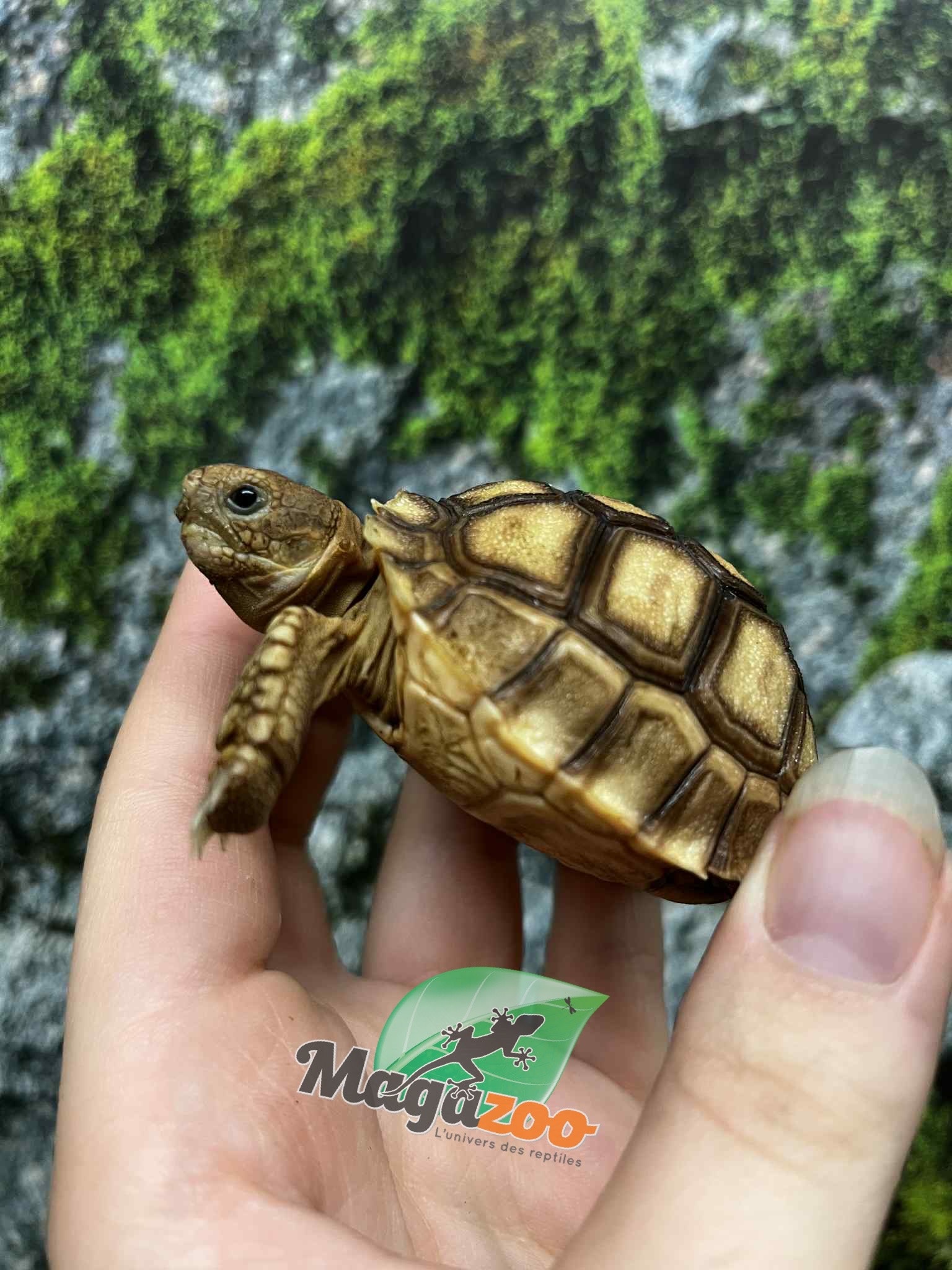 Magazoo Baby Captive Born African Spurred tortoise #2 (2025)