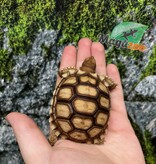Magazoo Baby Captive Born African Spurred tortoise #2 (2025)