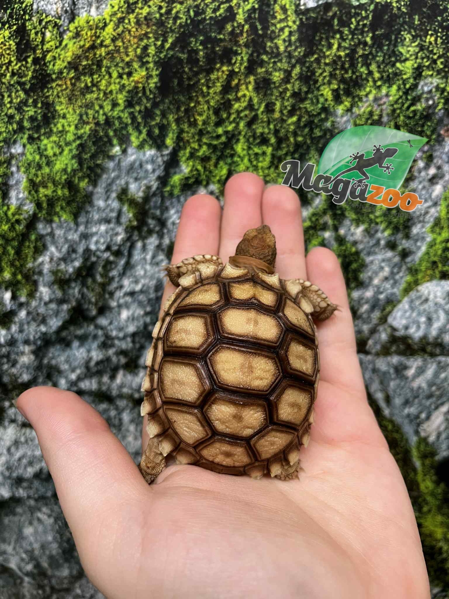 Magazoo Tortue sillonée (Sulcata) Bébé Né en captivité #2 (2025)