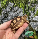 Magazoo Tortue sillonée (Sulcata) Bébé Né en captivité #3 (2025)