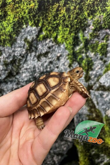 Magazoo Tortue sillonée (Sulcata) Bébé Né en captivité #3 (2025)