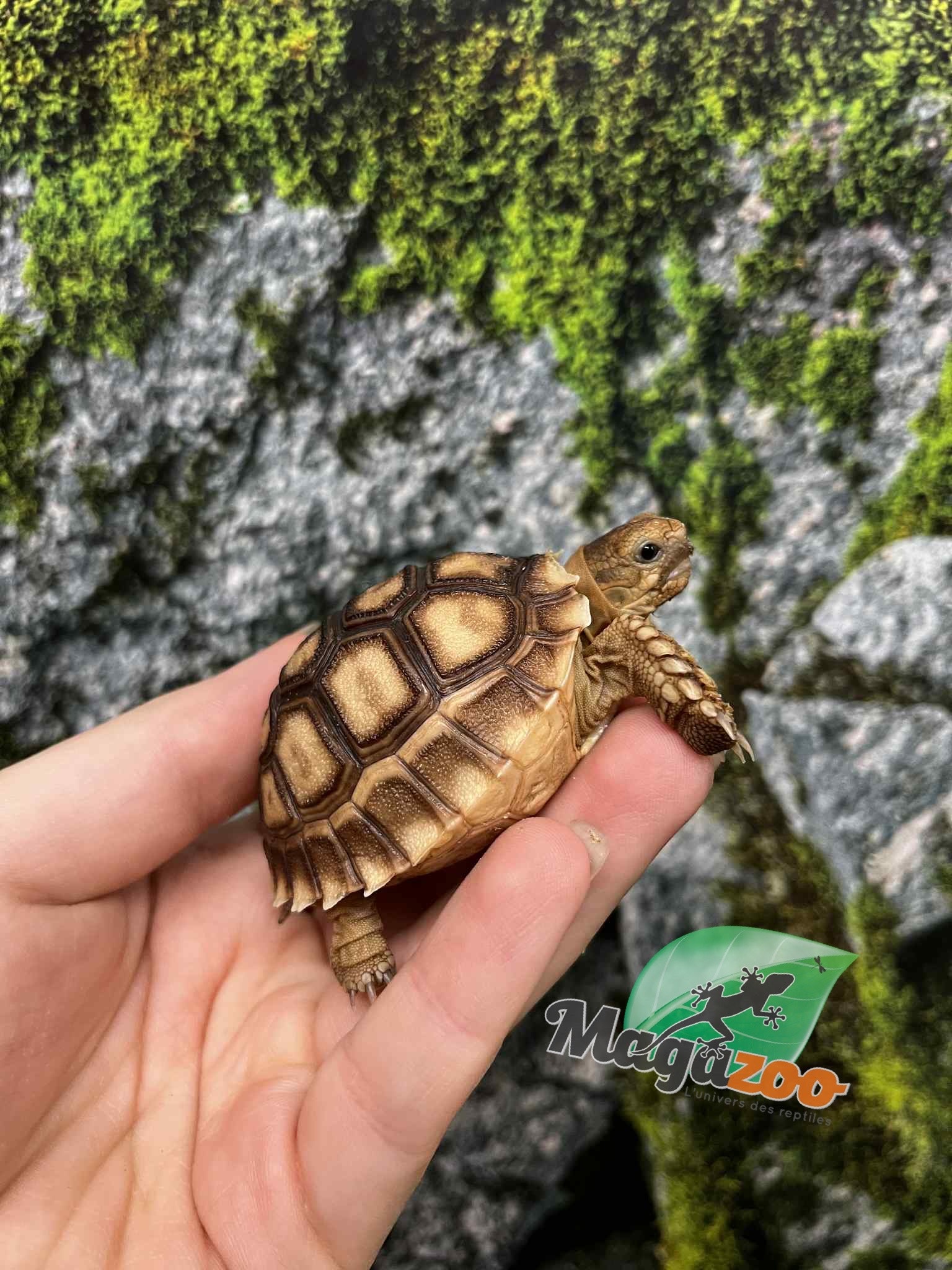 Magazoo Tortue sillonée (Sulcata) Bébé Né en captivité #3 (2025)