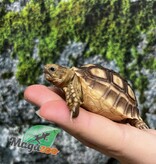Magazoo Baby Captive Born African Spurred tortoise #3 (2025)