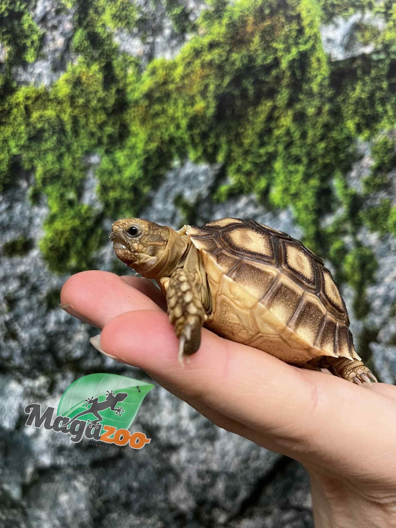 Magazoo Tortue sillonée (Sulcata) Bébé Né en captivité #3 (2025)