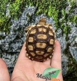 Magazoo Tortue sillonée (Sulcata) Bébé Né en captivité #3 (2025)