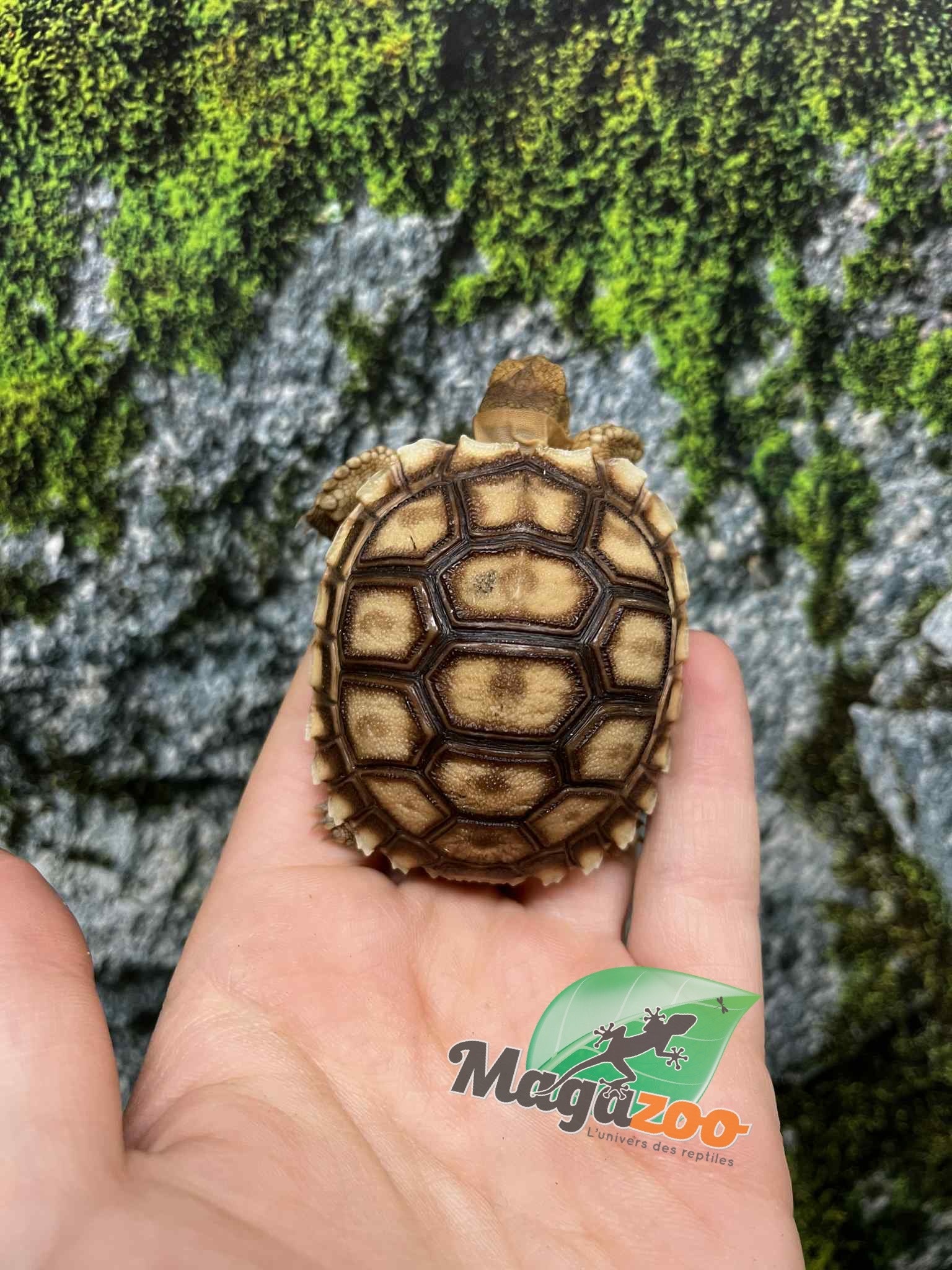 Magazoo Tortue sillonée (Sulcata) Bébé Né en captivité #3 (2025)