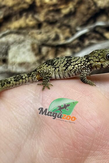 Magazoo Gecko caméléon (Agricolae) Bébé #3 (Né 2 septembre 2025)