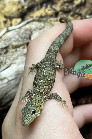 Magazoo Baby Chameleon Gecko (Vieillardi) #1 Born June 25, 2025