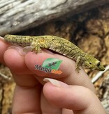 Magazoo Gecko caméléon (Agricolae) Bébé #2 Mâle (Né 28 Mai 2025) Mâle