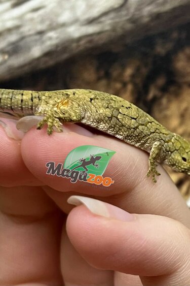Magazoo Baby Male Chameleon Gecko (Agricolae) #2 Born May 28, 2025
