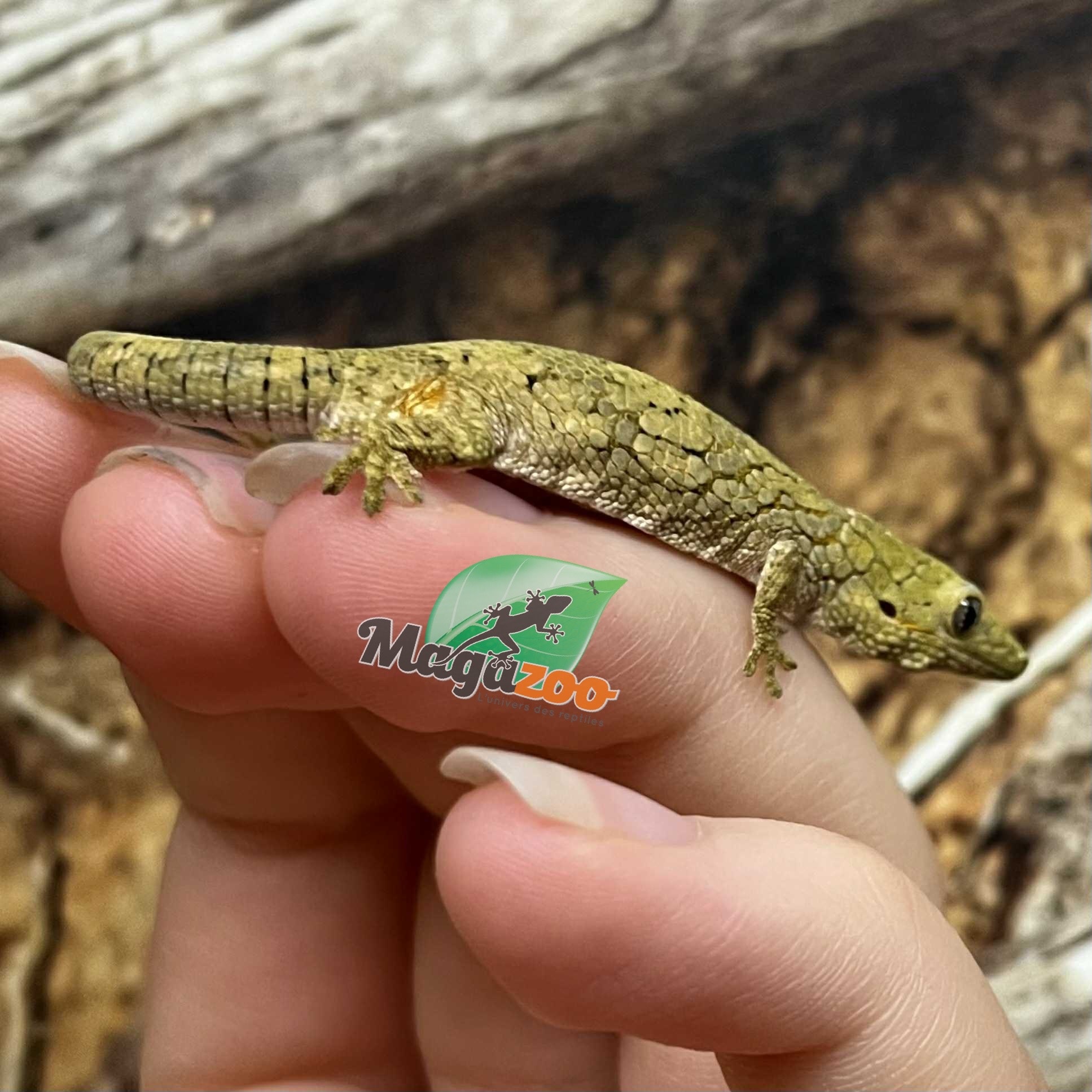 Magazoo Gecko caméléon (Agricolae) Bébé #2 Mâle (Né 28 Mai 2025) Mâle