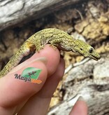 Magazoo Gecko caméléon (Agricolae) Bébé #2 Mâle (Né 28 Mai 2025) Mâle