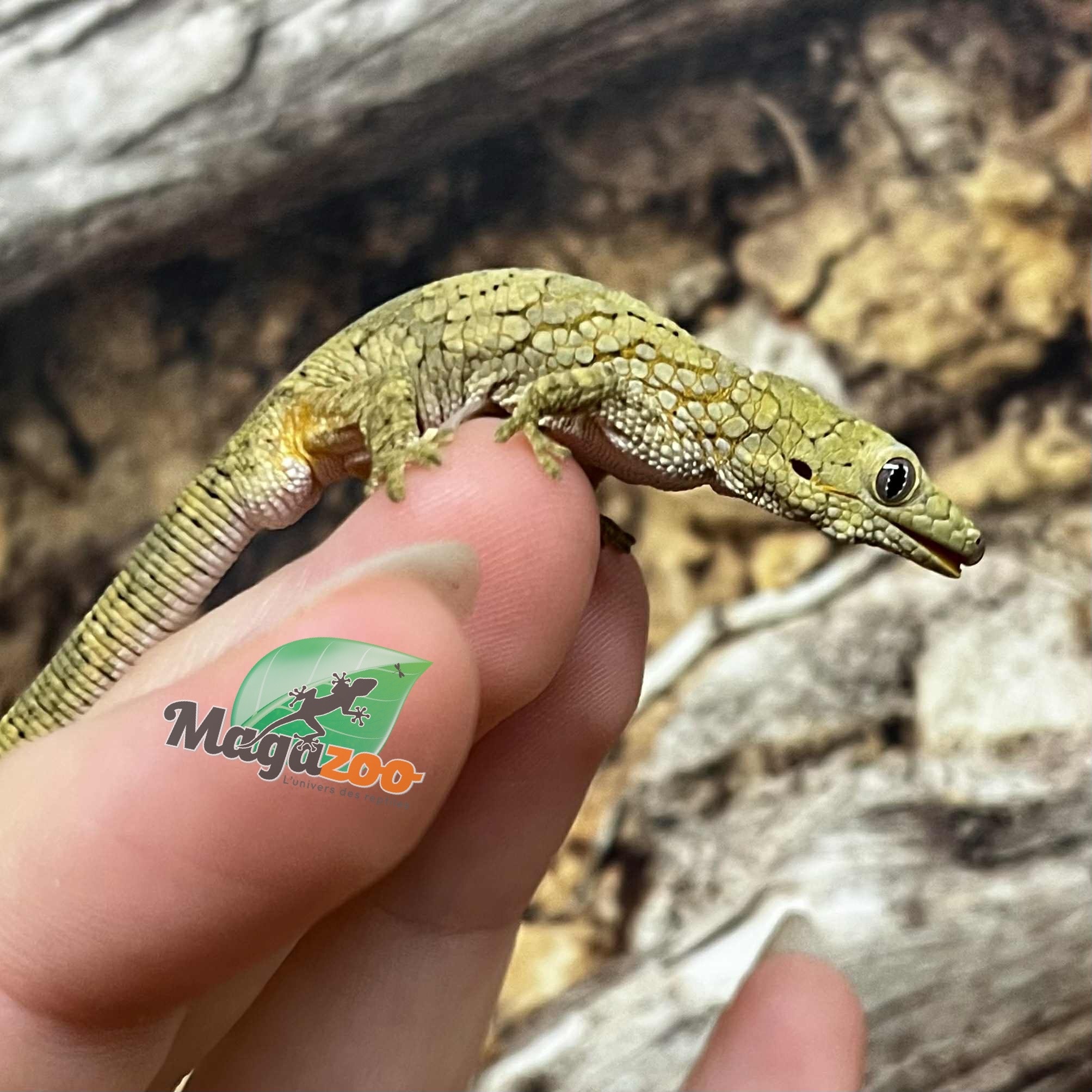 Magazoo Baby Male Chameleon Gecko (Agricolae) #2 Born May 28, 2025