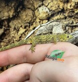 Magazoo Gecko caméléon (Agricolae) Bébé #2 Mâle (Né 28 Mai 2025) Mâle