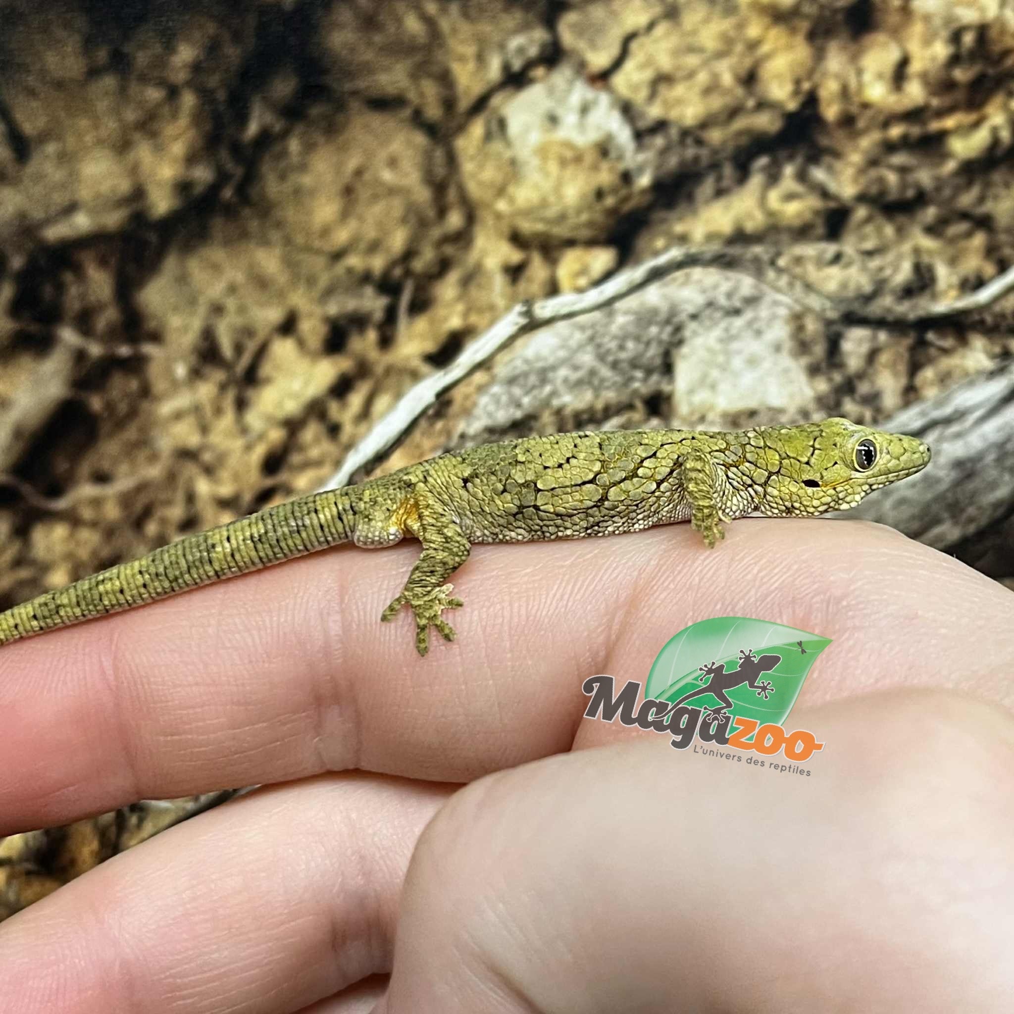 Magazoo Gecko caméléon (Agricolae) Bébé #2 Mâle (Né 28 Mai 2025) Mâle