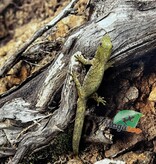 Magazoo Baby Male Chameleon Gecko (Agricolae) #2 Born May 28, 2025