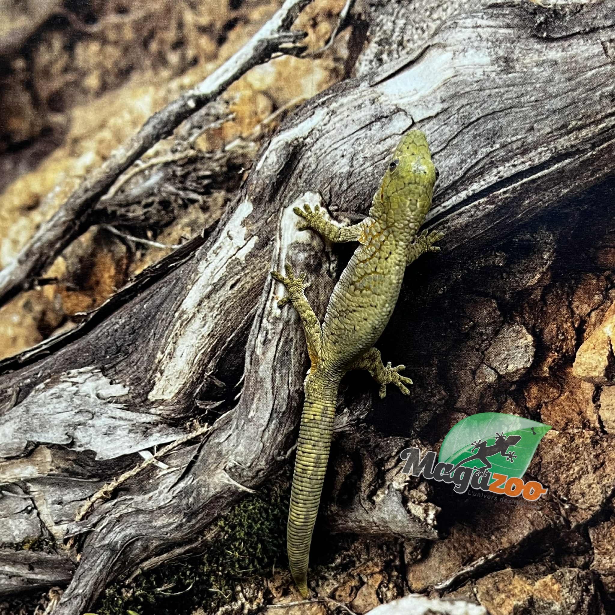 Magazoo Gecko caméléon (Agricolae) Bébé #2 Mâle (Né 28 Mai 2025) Mâle
