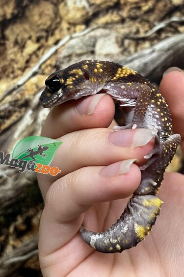 Magazoo Gecko aboyeur australien Mâle (Australian barking gecko) #1 (Né 10 mai 2022)
