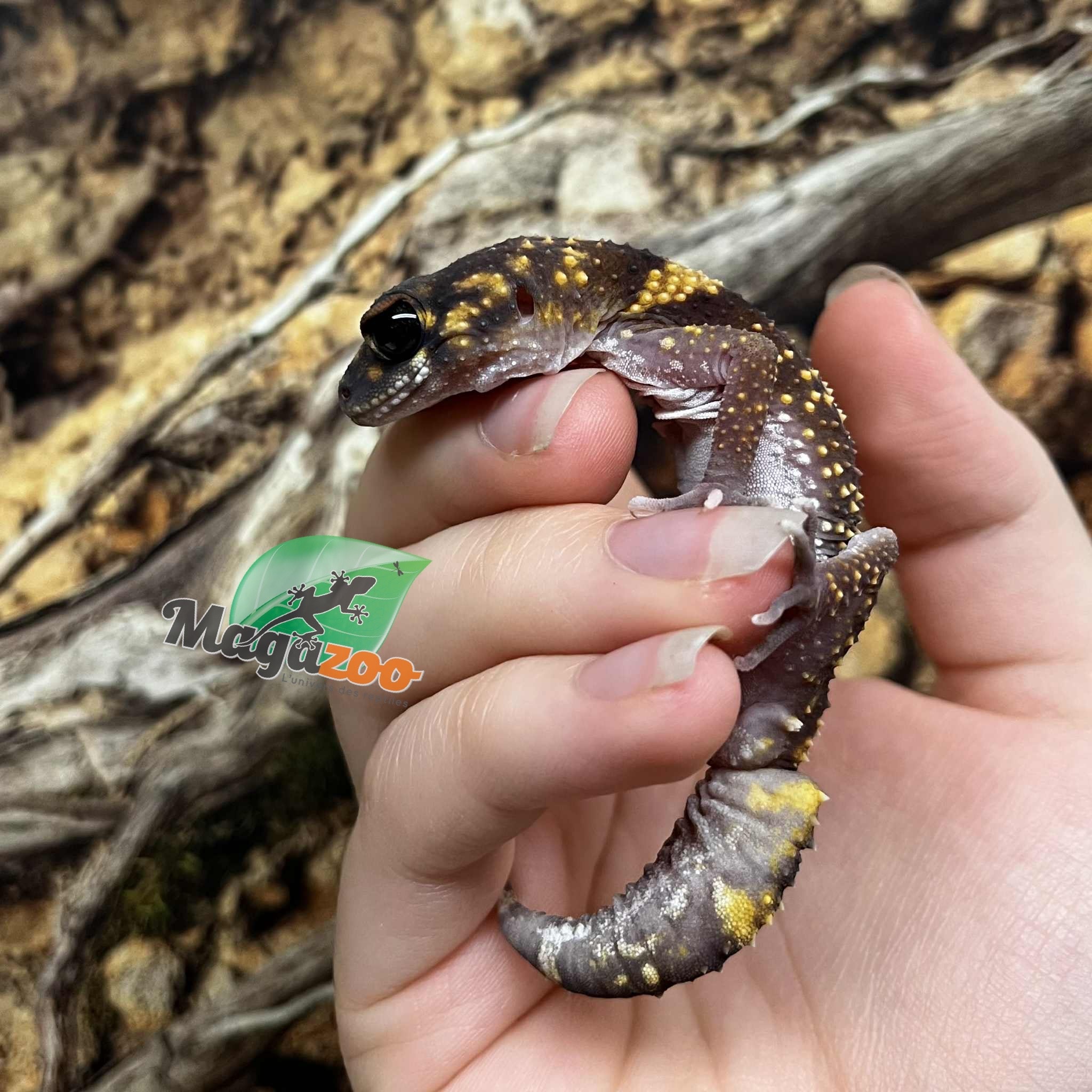 Magazoo Male Australian barking gecko #1 Born May 10, 2022