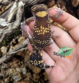 Magazoo Male Australian barking gecko #1 Born May 10, 2022