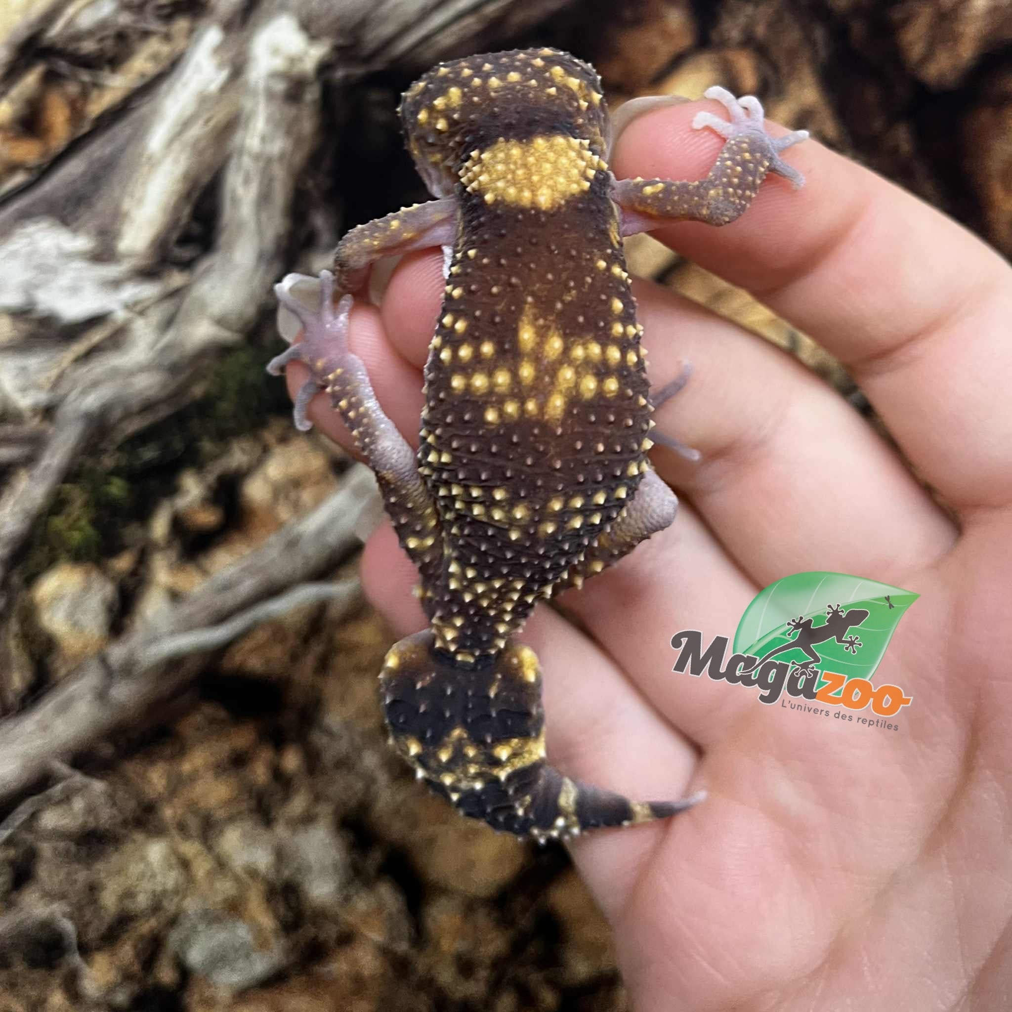 Magazoo Gecko aboyeur australien Mâle (Australian barking gecko) #1 (Né 10 mai 2022)