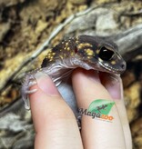 Magazoo Male Australian barking gecko #1 Born May 10, 2022