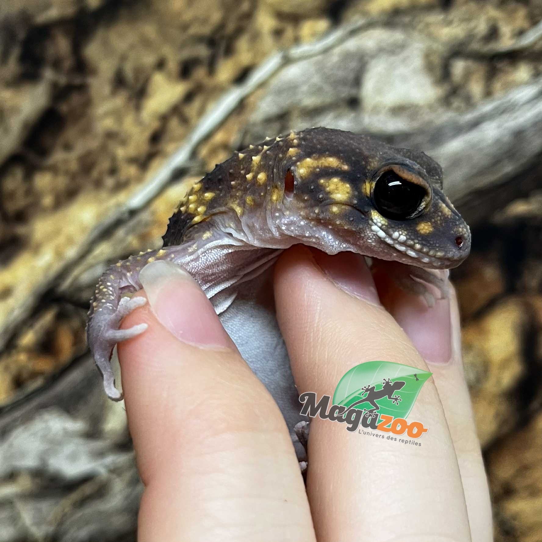 Magazoo Gecko aboyeur australien Mâle (Australian barking gecko) #1 (Né 10 mai 2022)