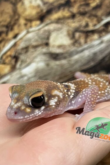 Magazoo Gecko aboyeur australien Mâle (Australian barking gecko) #2 (Né 20 Octobre 2022)