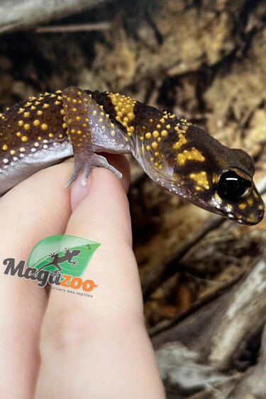 Magazoo Baby Female Australian barking gecko 2021