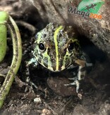 Magazoo Baby Giant bullfrog  #1 (Pixie)