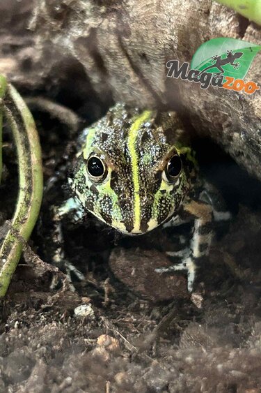 Magazoo Grenouille Taureau africaine géante Bébé  #1 (Pixie)