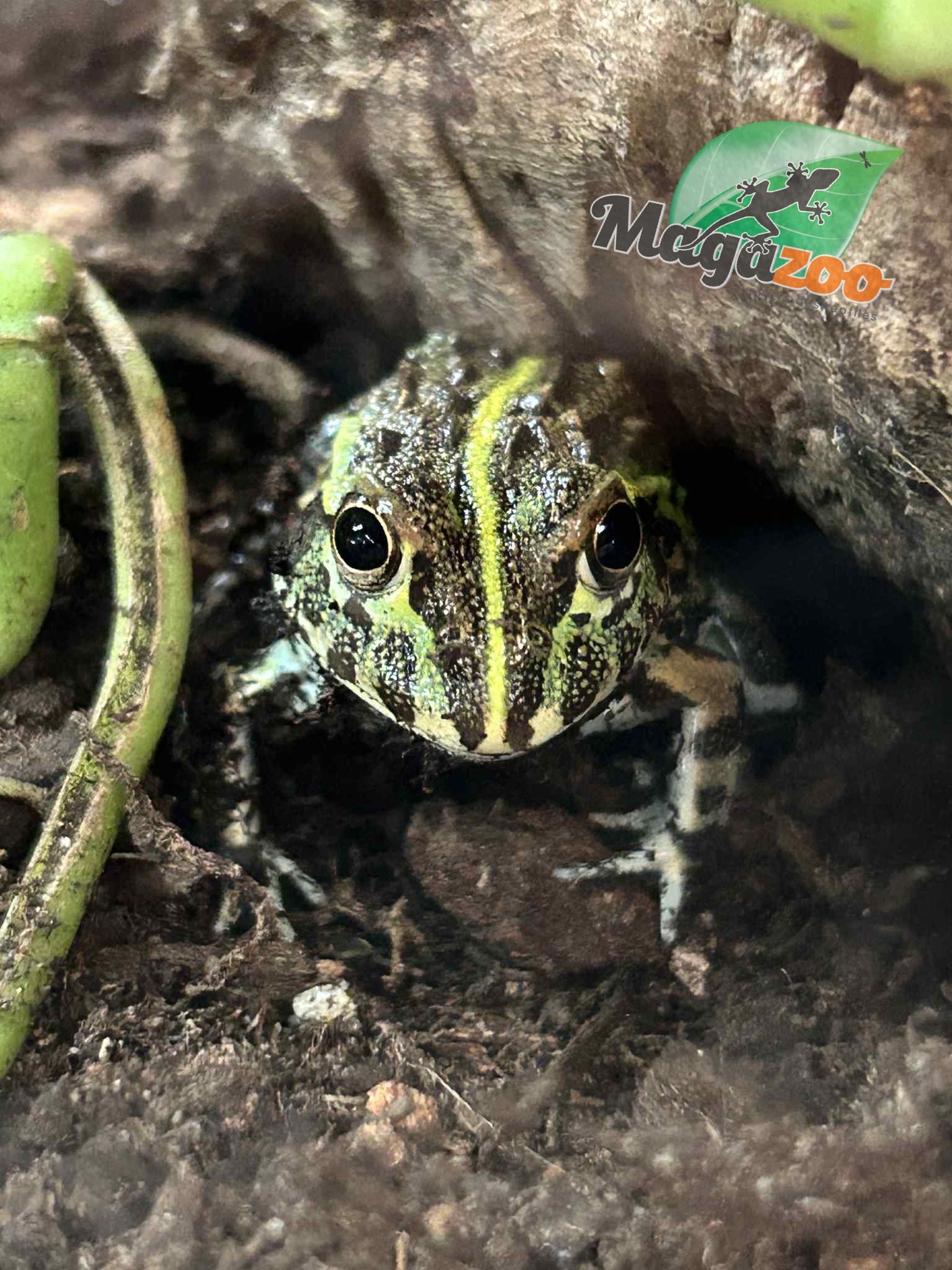 Magazoo Baby Giant bullfrog  #1 (Pixie)