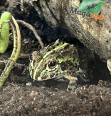 Magazoo Baby Giant bullfrog  #1 (Pixie)