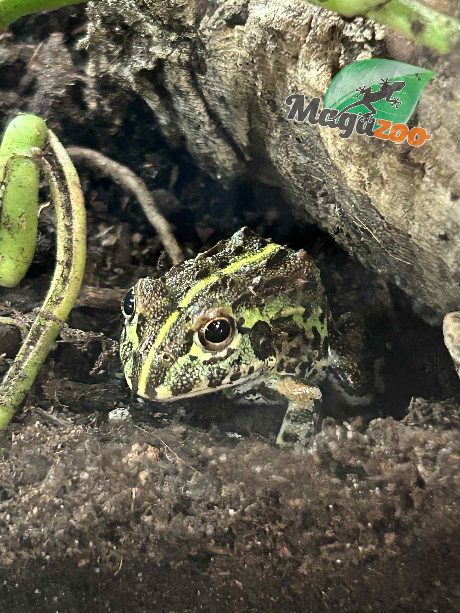 Magazoo Grenouille Taureau africaine géante Bébé  #1 (Pixie)