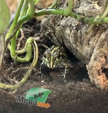 Magazoo Grenouille Taureau africaine géante Bébé  #1 (Pixie)