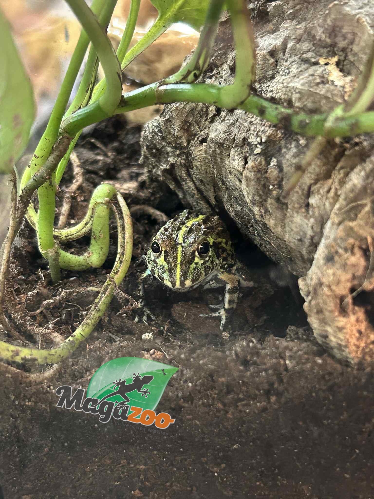 Magazoo Baby Giant bullfrog  #1 (Pixie)