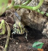 Magazoo Baby Giant bullfrog  #1 (Pixie)