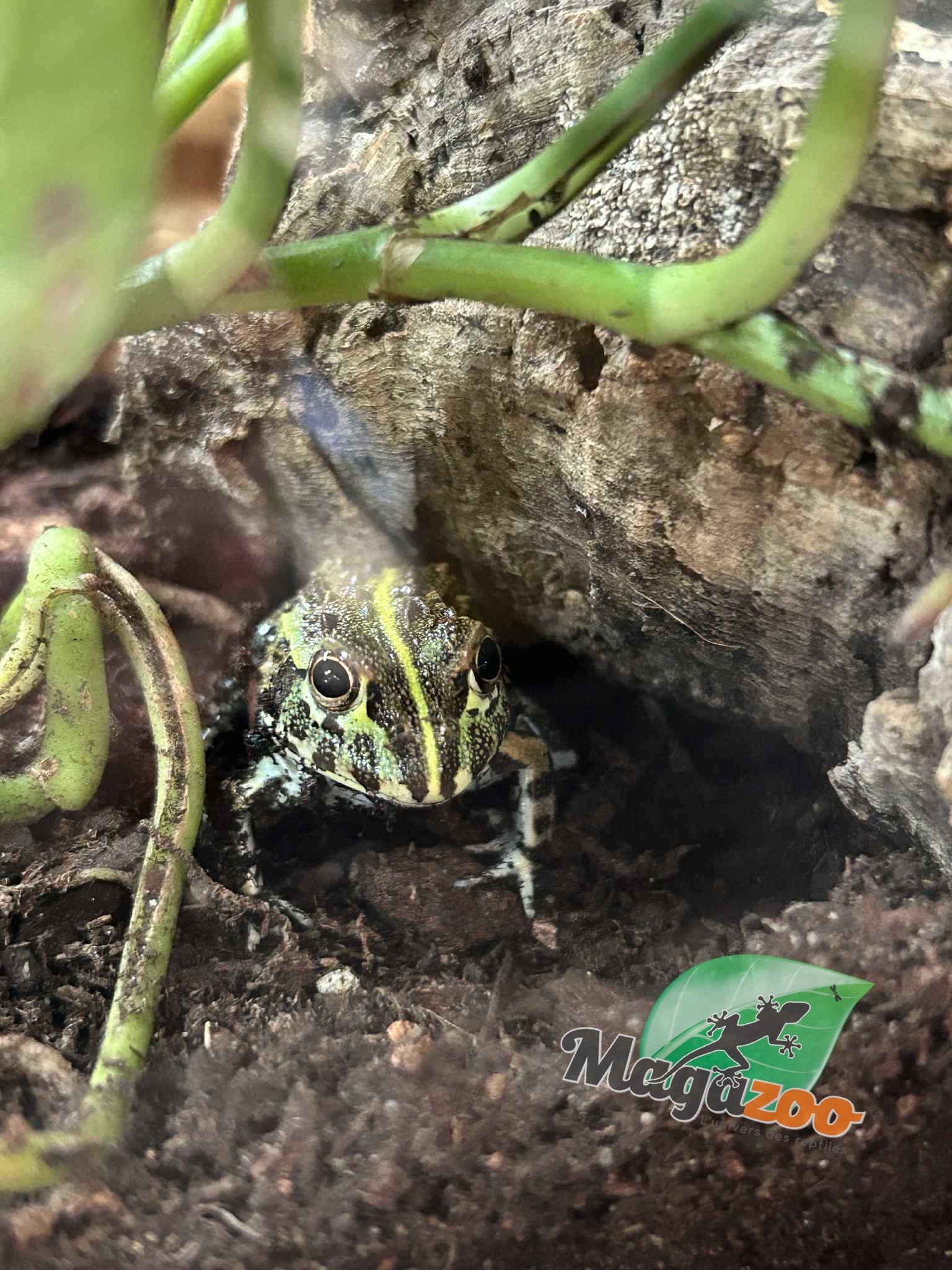 Magazoo Baby Giant bullfrog  #1 (Pixie)