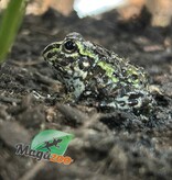 Magazoo Baby Giant bullfrog #2 (Pixie)