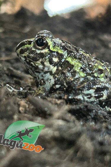 Magazoo Baby Giant bullfrog #2 (Pixie)