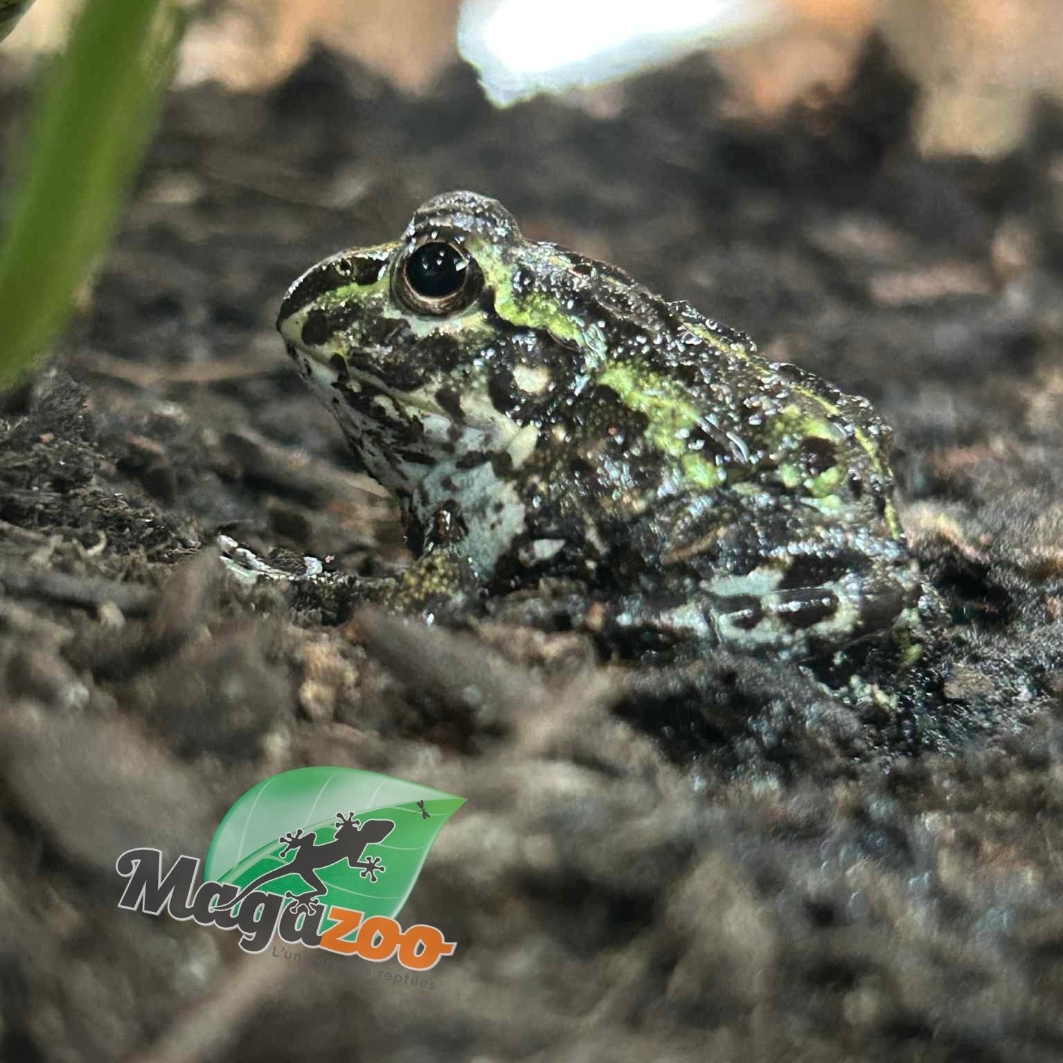 Magazoo Baby Giant bullfrog #2 (Pixie)