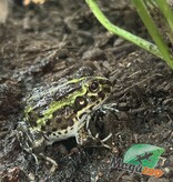 Magazoo Grenouille Taureau africaine géante Bébé #2 (Pixie)