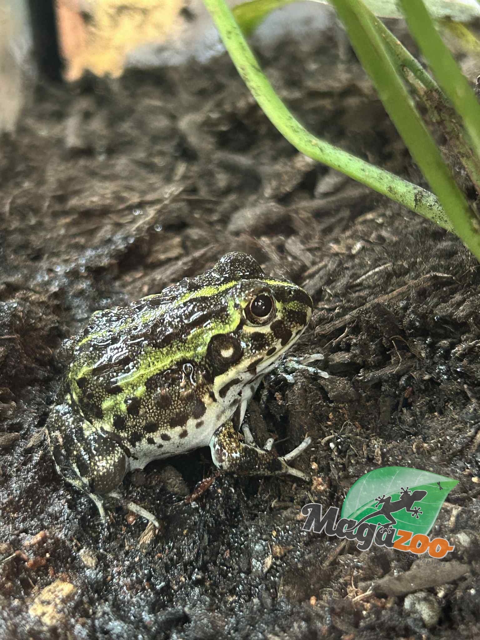 Magazoo Grenouille Taureau africaine géante Bébé #2 (Pixie)