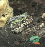 Magazoo Baby Giant bullfrog #2 (Pixie)