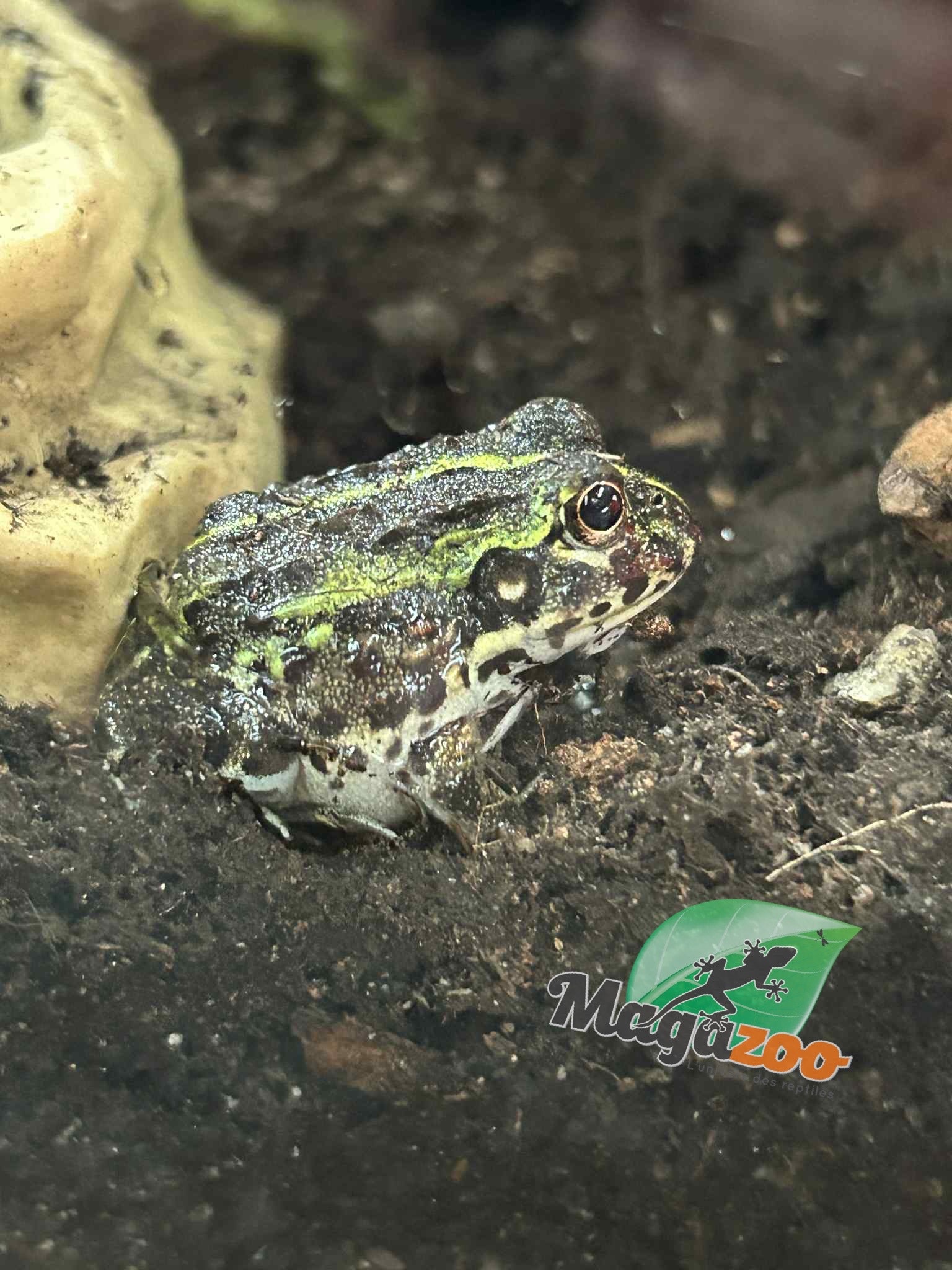 Magazoo Baby Giant bullfrog #2 (Pixie)