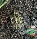 Magazoo Grenouille Taureau africaine géante Bébé #2 (Pixie)