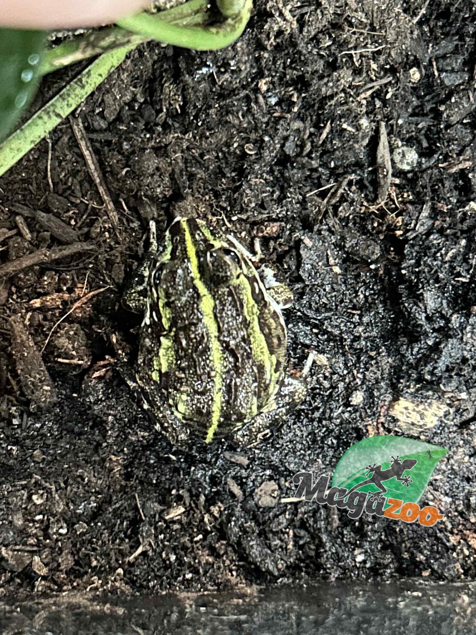 Magazoo Baby Giant bullfrog #2 (Pixie)