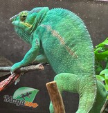 Magazoo Nosy Be Male 2 years old  Chameleon Panther / Second chance adoption