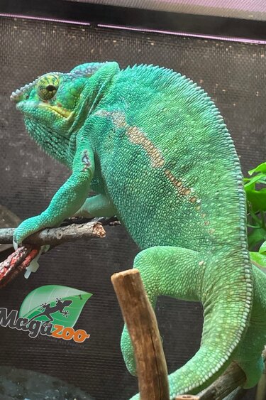 Magazoo Nosy Be Male 2 years old  Chameleon Panther / Second chance adoption